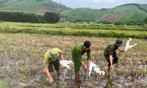 Thứ kỳ lạ giữa cánh đồng khiến ai cũng sững sờ ở Quảng Trị