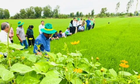 Sản xuất xanh để đưa nông sản xuất ngoại, bán được giá cao