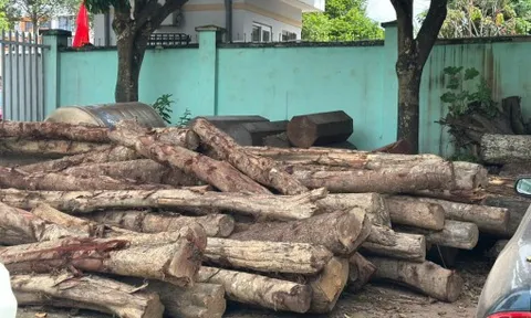 Làm rõ vụ phá rừng phòng hộ môi trường ở Đắk Lắk