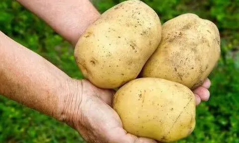 Khoai tây tươi ngon suốt nhiều tháng nếu được rắc thứ này lên trên
