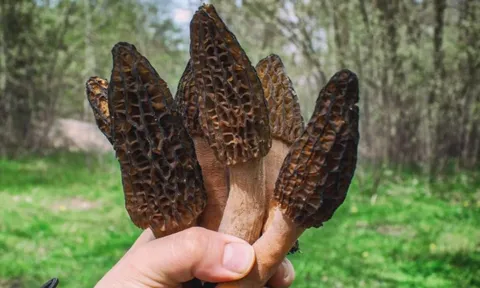 Loại cây dại mọc um tùm ở Việt Nam, "trời Tây" bán giá 13 triệu đồng/kg
