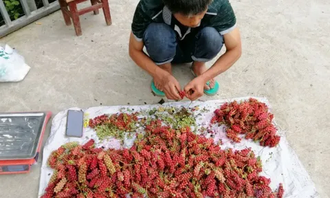 Xưa là quả dại, nay nhặt quả đem bán "hái ra tiền"
