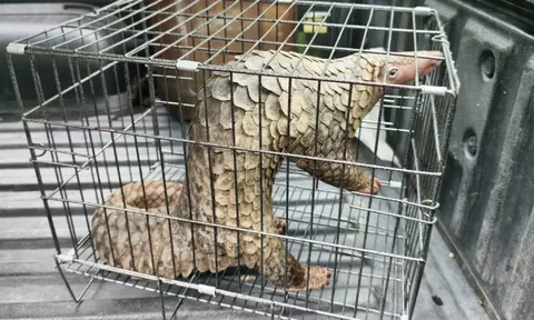 Phát hiện loài thú quý hiếm thuộc Sách Đỏ, người dân ở TP HCM bắt giao kiểm lâm