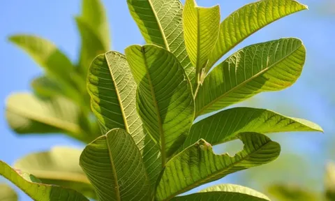 Loại lá dân dã là "khắc tinh" của tiểu đường và mỡ máu cao: Rất sẵn ở Việt Nam nhưng còn bị bỏ phí