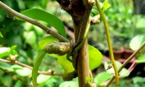 Cây dại xưa không ai "ngó", nay hái bán 2 triệu đồng/kg