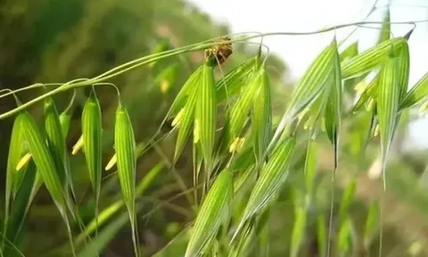 Loại cây dại xưa thấy "diệt tận gốc", không ngờ nay có giá 5 triệu đồng/kg