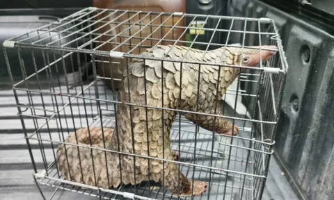 Thấy con vật trong sách đỏ bò giữa đường TP.HCM, người đàn ông lập tức làm ngay việc này!