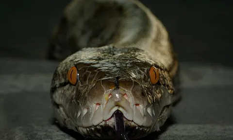 Loài rắn dài nhất thế giới, Việt Nam cũng có: Từng ghi nhận cá thể đạt gần 10 mét