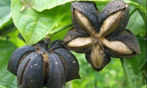 Loại hạt "đắt đỏ bậc nhất thế giới", ở Việt Nam cũng có mà ít ai hay