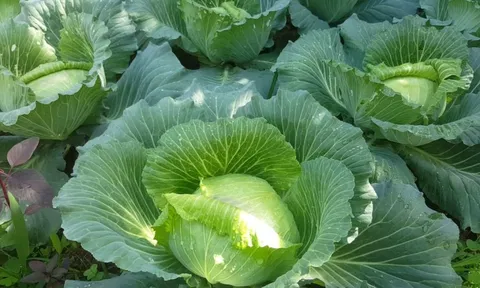 Loại rau quen thuộc, có nhiều vào mùa đông giá lại rẻ, giúp xương khớp khỏe mạnh