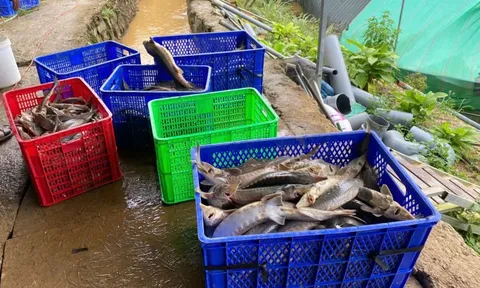 Sạt lở núi làm chết gần 70 tấn cá tầm, thiệt hại hơn 8 tỉ đồng