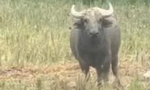 Xuất hiện con trâu lạ liên tiếp đuổi húc người