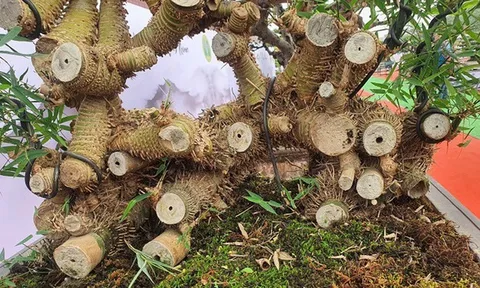 Loại cây quen thuộc mọc bờ bụi lên chậu giá nửa tỷ đồng vẫn, chủ vườn vẫn "chưa ưng bán"