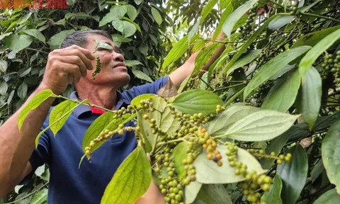 Không ít đại lý tạm ngưng thu mua tiêu và nại lý do này