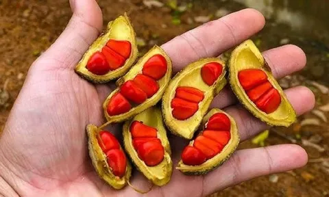 Loại hạt xưa rụng "thối gốc" không ai nhặt, nay giá tiền triệu/kg