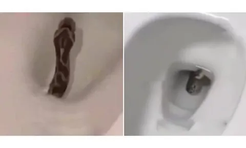 Nhìn thấy thứ đáng sợ trong bồn cầu, người phụ nữ la hé bỏ chạy