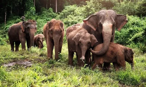 Bị đàn voi tấn công, một người đàn ông tử vong