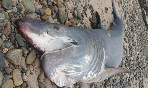 Cá mập khổng lồ liên tiếp dạt vào bờ gây xôn xao