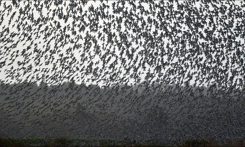 Hàng triệu con chim có hành vi lạ trên bầu trời, nhà khoa học cảnh báo: Dấu hiệu chẳng lành cho nhân loại