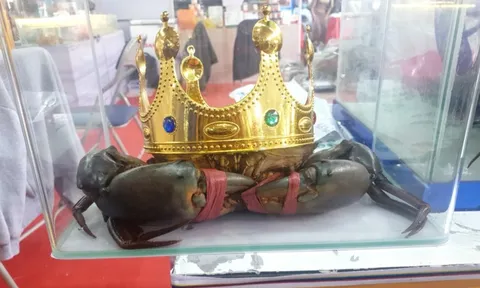 Tìm "vua cua" phục vụ sự kiện lớn sắp diễn ra tại Cà Mau