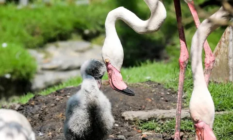 Kỳ tích hồng hạc con đầu tiên chào đời tại Thảo Cầm Viên sau 20 năm