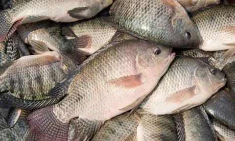 Loại cá được ví như "gà nước" do thịt trắng: Người Mỹ cực yêu thích, chợ Việt bán rẻ, sẵn quanh năm
