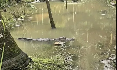 Chưa tìm thấy tung tích cá sấu 1,5 m từng xuất hiện sát nhà dân ở Cần Thơ