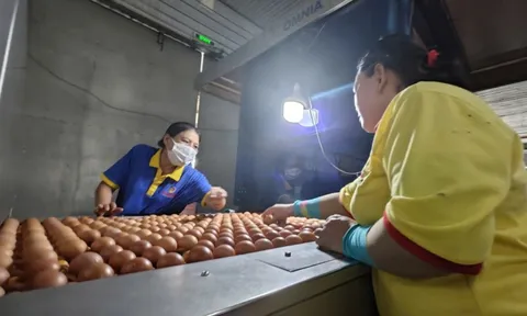 Ba Huân bị cưỡng chế ngừng thủ tục hải quan vì nợ thuế hơn 51 tỉ đồng, người trong cuộc nói gì?