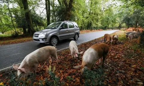 Người dân phẫn nộ khi du khách liên tục quấy rối những chú lợn thả rông