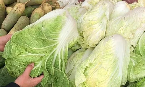 Đi chợ thấy 5 loại rau này thì "quay xe", dù người bán cho không cũng KHÔNG LẤY