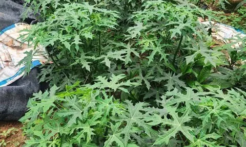 Cây rau nghe tên đã ngọt, trở thành món ăn lạ miệng được nhiều người ưa chuộng