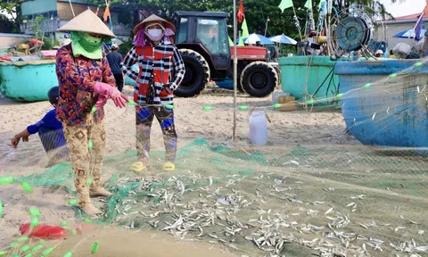 Hình ảnh ngư dân TP HCM trúng mùa cá mai "lộc trời"