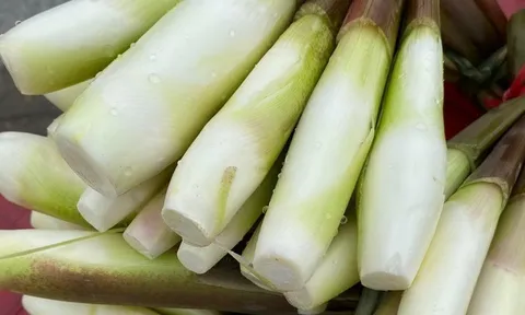 Đặc sản "sâm trong nước": Giàu vitamin, nghèo calo, giúp giảm cân, làm đủ món ngon ngày lạnh