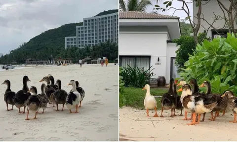 Đàn vịt bị lũ cuốn ở Nha Trang "vượt biển" hơn 3,5km, cập bến vào Vinpearl đổi đời