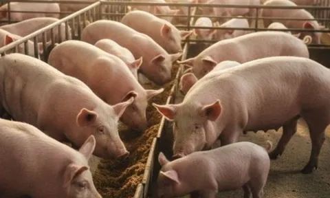 Giá heo hơi hôm nay, 30-11: Diễn biến bất ngờ sau nhiều tháng sụt giảm