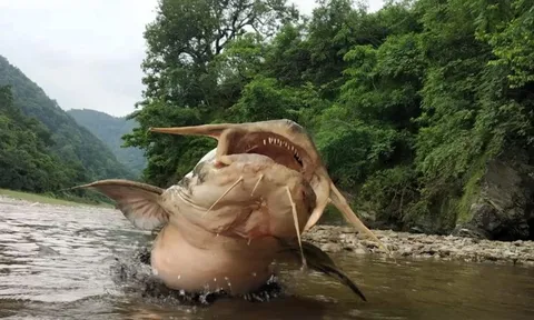 Gặp "thủy quái nước ngọt" dài 1,5m, nặng gần 30kg: Cá thể hiếm tới mức nhiều năm mới trồi lên một lần