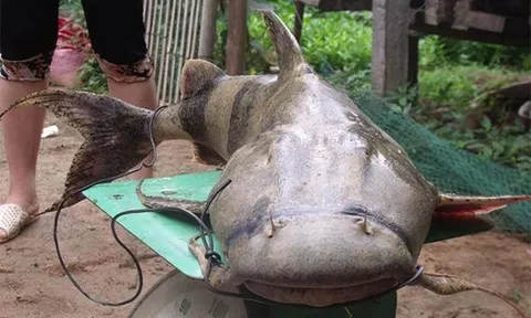 "Quái ngư" im lìm như khúc gỗ dưới lòng sông Đà: Thuộc "Ngũ quý hà thủy", là bảo vật tiến Vua