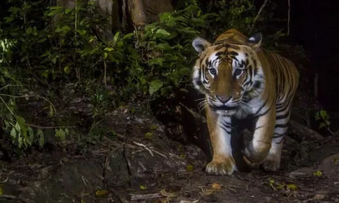 Đang đi làm, người đàn ông 44 tuổi bị hổ dữ vồ tử vong