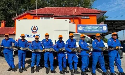 Phát hiện trăn khổng lồ phía sau nhà, cả làng sững sờ