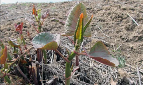 Loài cây là "ác mộng kinh hoàng" khiến các chủ đất “mất ăn mất ngủ”: Rễ đâm thủng cả bê tông, phá hủy hết móng nhà