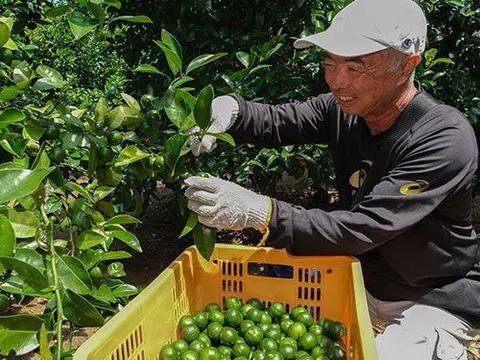 Nghiên cứu công bố 5 loại thực phẩm trường thọ, có loại Việt Nam xuất khẩu nhiều