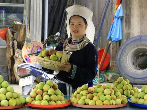 Loại quả giúp người dân huyện nghèo nhất cả nước có thu nhập “khủng”, được ví là thuốc trường sinh