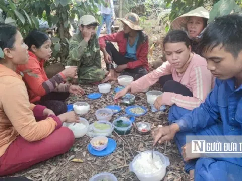 Giá hồ tiêu tăng, cơ quan chức năng khuyến nghị "không ồ ạt trồng thêm"