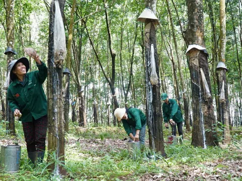 Ngành cao su trước áp lực truy xuất nguồn gốc từ EUDR