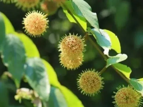 Cây mọc “virus” giá gần nửa triệu/kg, ở Việt Nam mọc hoang um tùm