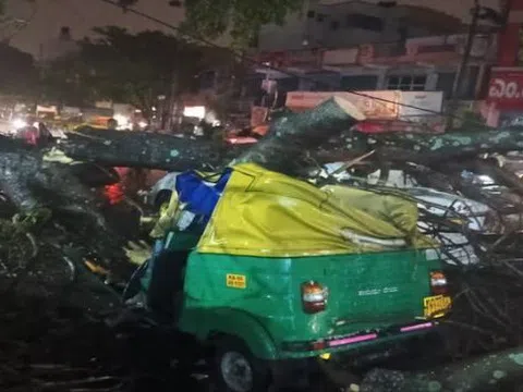 Cây xanh gãy đổ giữa trời mưa khiến tài xế 45 tuổi tử vong