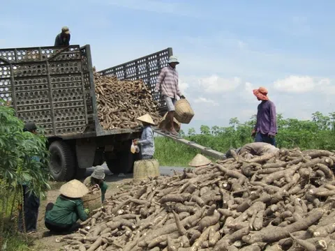 Củ sắn giá rẻ 'bèo', đem xuất khẩu thu gần 400 triệu USD một quý