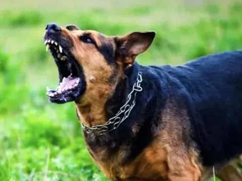 Đi làm cùng bố mẹ, bé trai 3 tuổi bị chó hoang cắn, 1 tháng sau tử vong