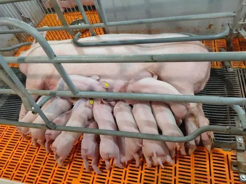 Giá heo hơi tăng giúp các 'đại gia' chăn nuôi lãi đậm