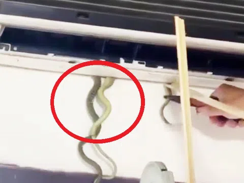 Thấy cái đuôi thò ra, cả nhà "điếng người" khi thấy thứ đáng sợ bên trong điều hòa
